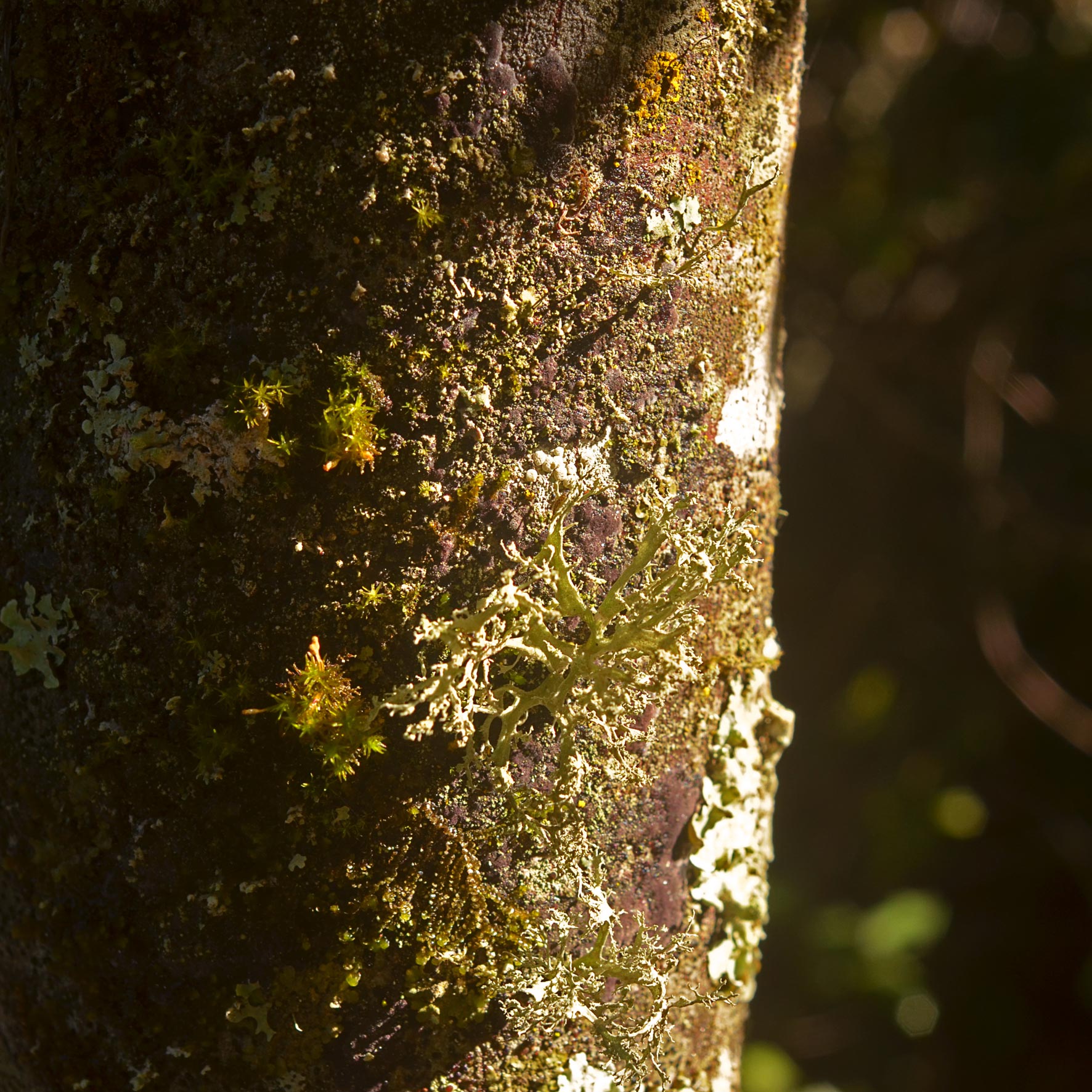 refugio girable _13 @atipicoespacial