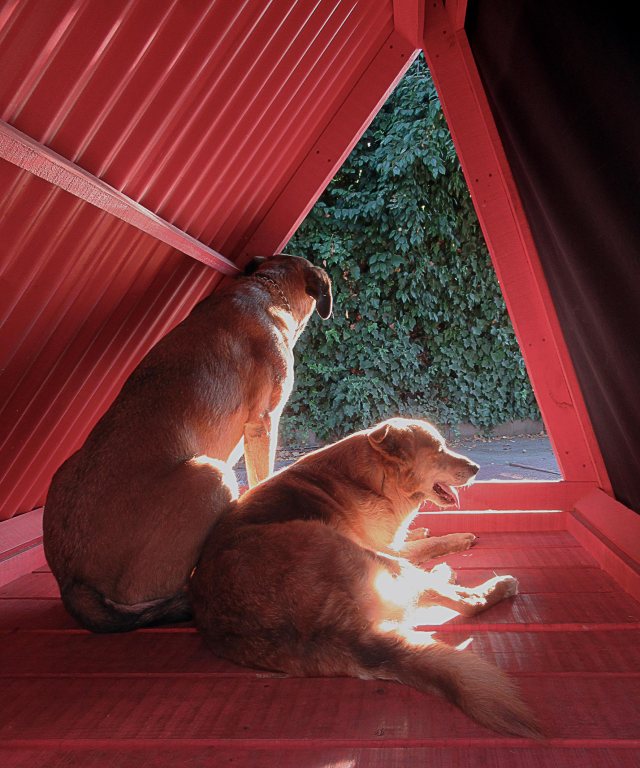 cubil-canino-06-@atipicoespacial